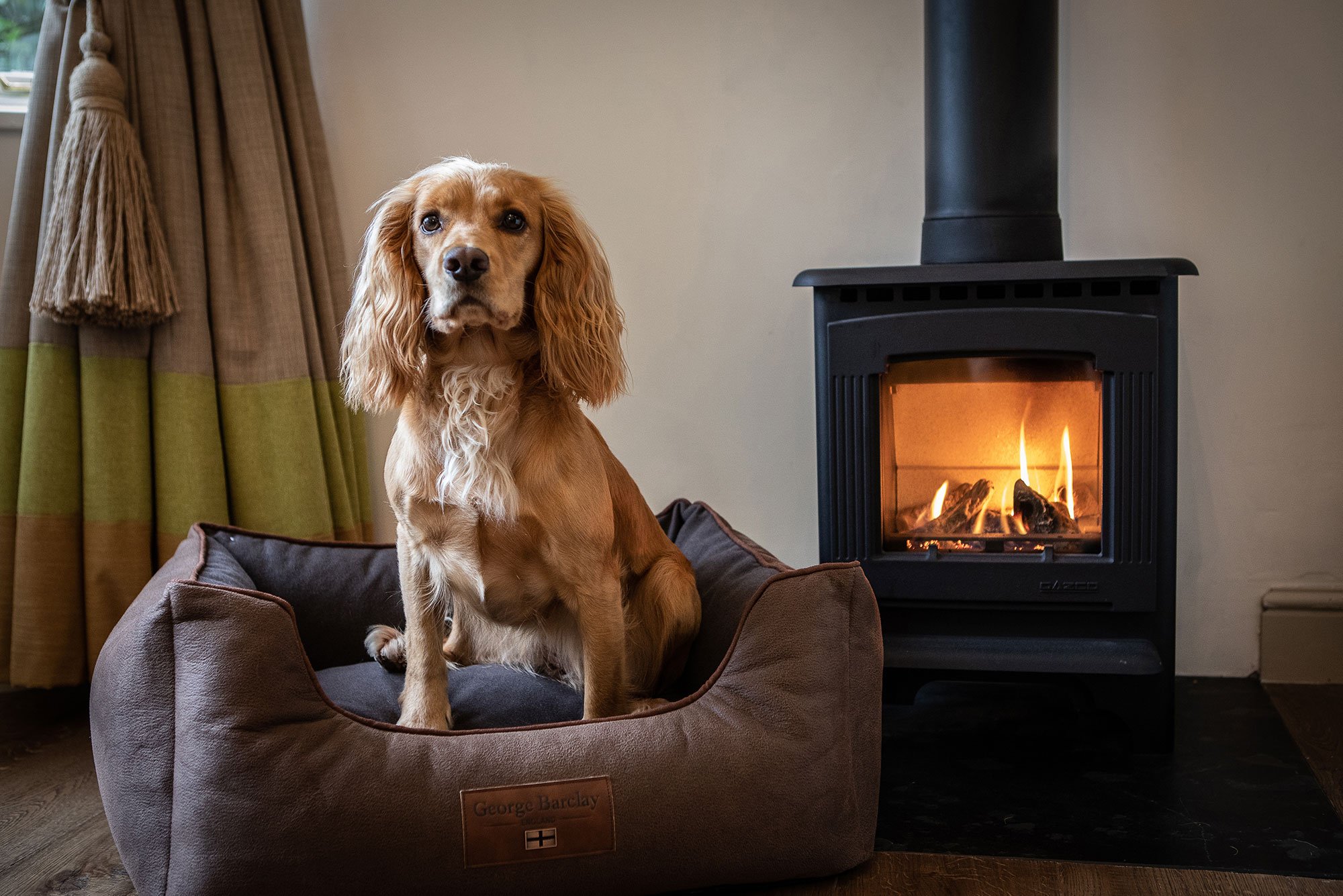 home-dogs home-dogs