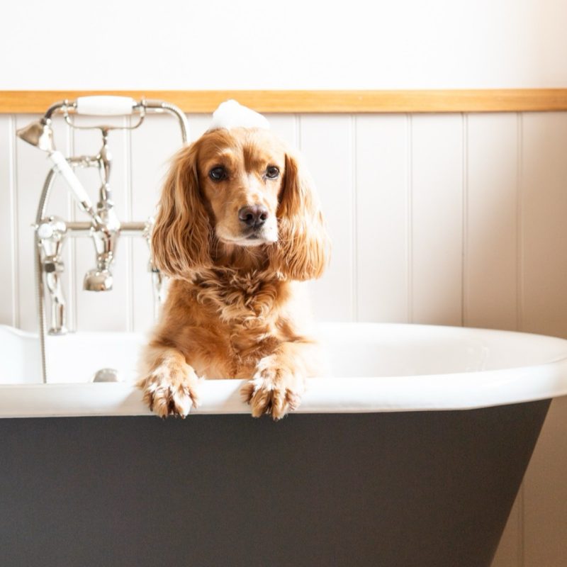 A cute dog sitting comfortably on a plush chair in Rothay Manor Hotel, welcoming pet-friendly guests with a cosy atmosphere.
